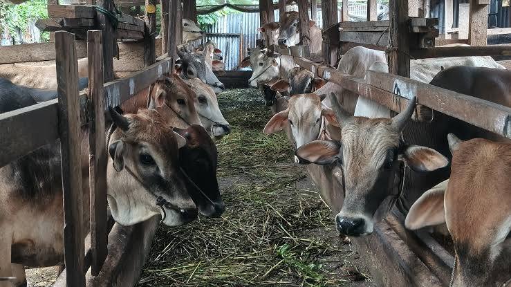 Distankan Periksa 3.514 Sapi Kurban di Pekanbaru