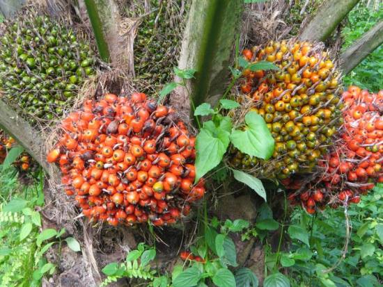 Harga Kelapa Sawit Mitra Swadaya di Riau Melemah