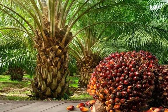 Harga Sawit Swadaya Pekan Ini Melemah, Berikut Rinciannya