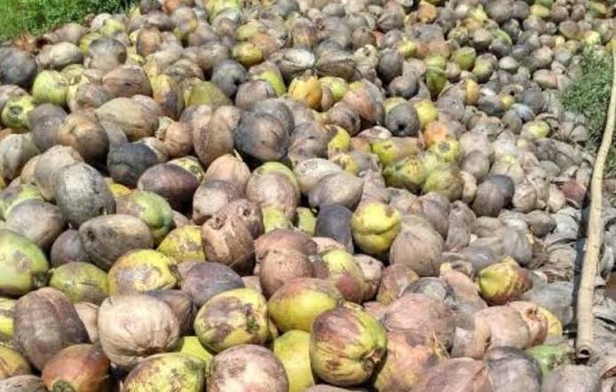 Di Riau Kelapa Butiran dan Kopra Naik, Tepung Sagu Turun
