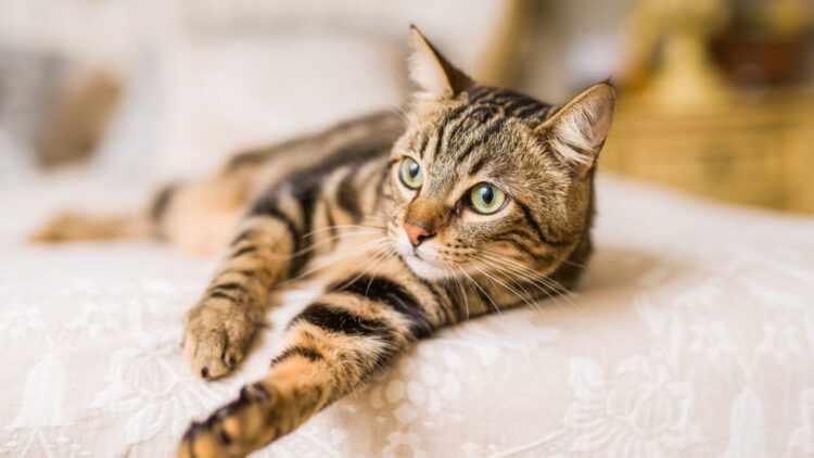 Ini Alasan Kucing Menggaruk Sofa dan Furnitur, Simak Tips Mengatasinya