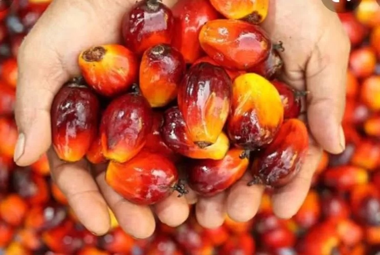 Harga Sawit Mitra Swadaya Rp3.647 Perkilo