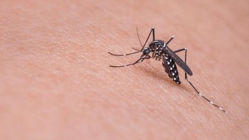 Peneliti RI Biakkan Nyamuk 'Baik' Disorot Global