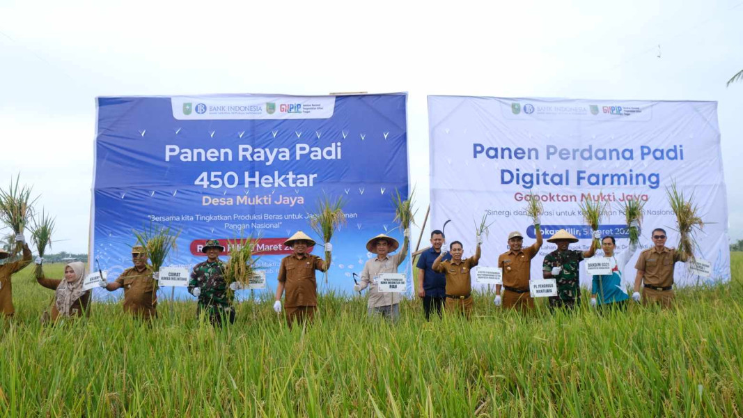 BI Riau bersama TPID Rohil Panen 3000 Ton Padi