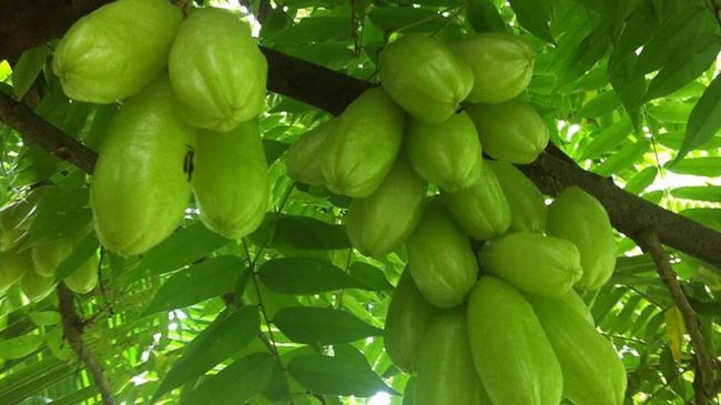 Pantas Diburu Negara Asing, Ini Manfaat Daun Belimbing
