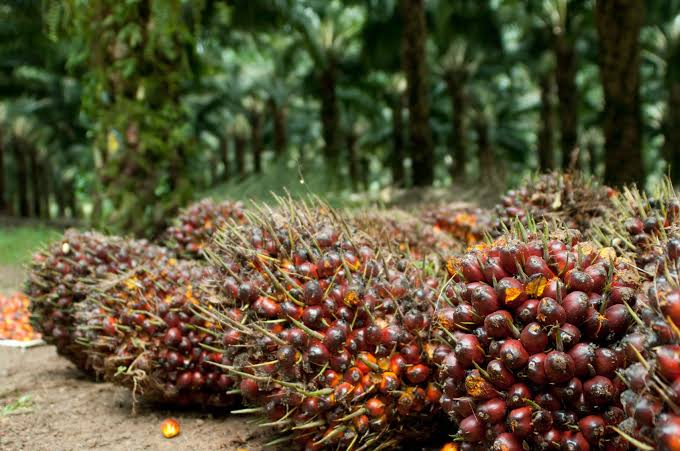 Harga Sawit Petani Mitra Swadaya di Riau