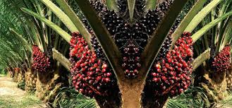 Harga Kelapa Sawit Petani Mitra Swadaya di Riau