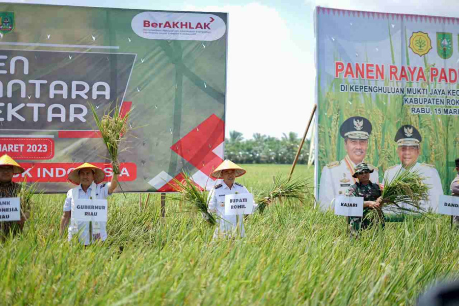 Bersama Gubernur Riau, Bupati Rohil Panen Padi 1 Juta Hektar di Rimba Melintang