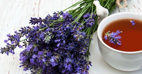 Manfaat Minyak Bunga Lavender