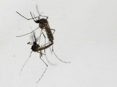 Lima Cara Paling Ampuh agar Tak Digigit Nyamuk