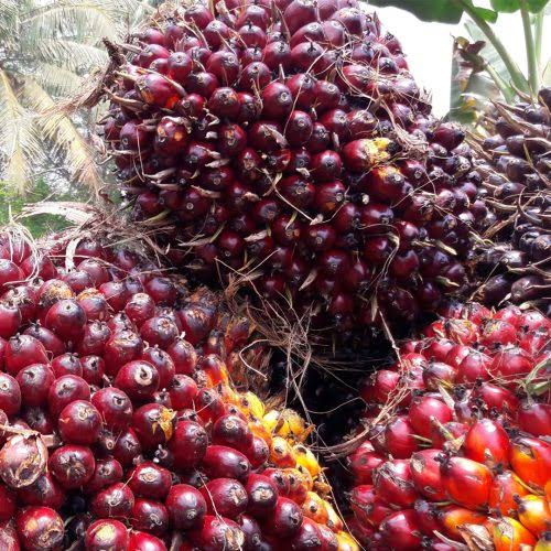 Naik, Harga Kelapa Sawit Mitra Plasma Minggu Ini Jadi Rp3.611 Perkilo