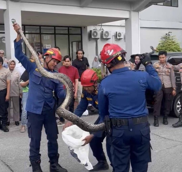 Terima Laporan Lewat TRC 112, Personil Damkar Evakuasi Ular Piton di Mapolda Riau