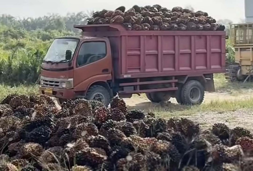 Harga Kelapa Sawit Mitra Plasma Naik Jadi Rp3.950