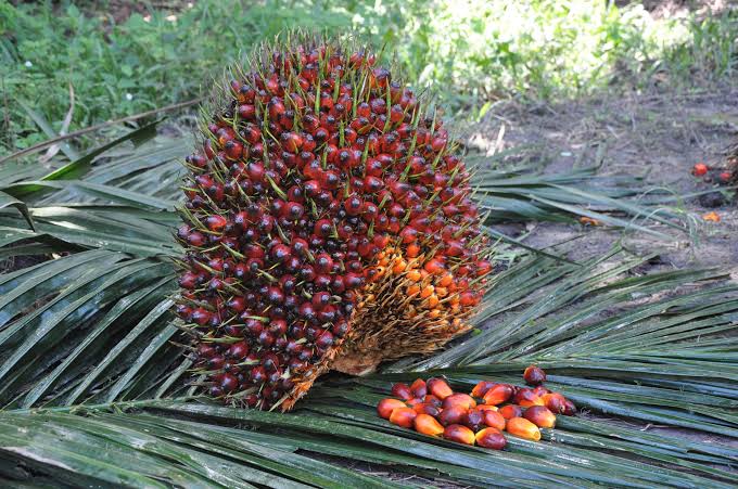 Kabar Gembira Petani Riau: Harga TBS Umur 9 Tahun Capai Nilai Tinggi Rp3.842