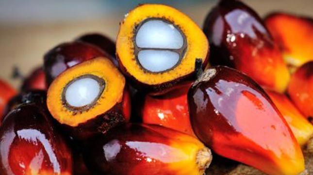 Daftar Harga Sawit di Riau Seminggu ke depan