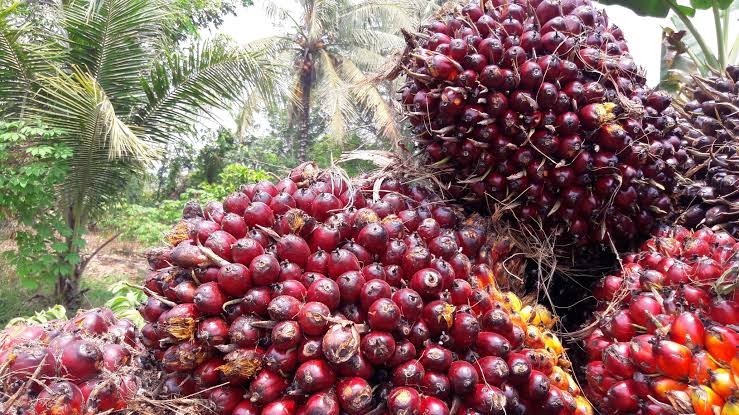 Harga Sawit di Riau Sesuai Permentan
