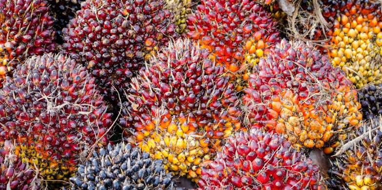 Harga Sawit Riau Naik Hingga 15 November