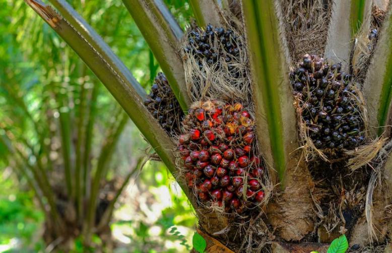 Harga Kelapa Sawit Mitra Swadaya Riau Rp3.468 Perkilo