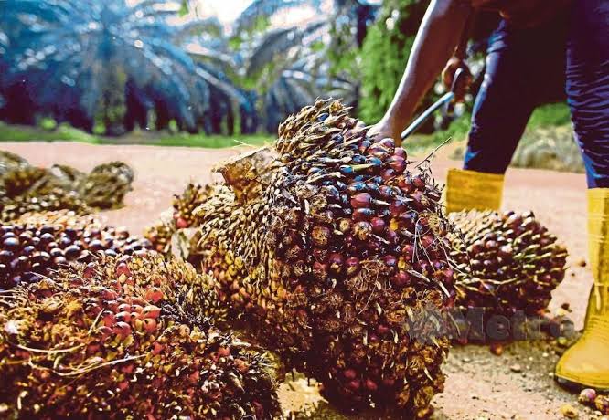 Naik Lagi, Berikut Harga Sawit Riau Hingga 25 Oktober