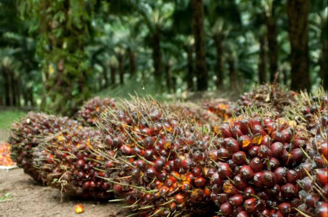 Harga Sawit Naik Lagi