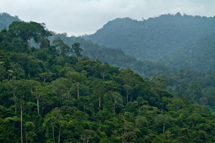 KLHK Minta Validasi Proyek Karbon Hutan Harus Sesuai Regulasi RI