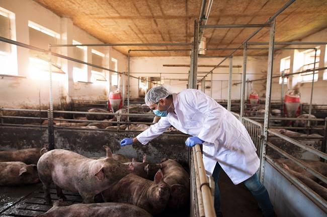 Kadiskes Himbau Warga Riau Waspada Flu Babi