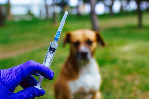 Tahun Ini Pemprov Riau Dapat Alokasi 12.500 Dosis Vaksin Rabies