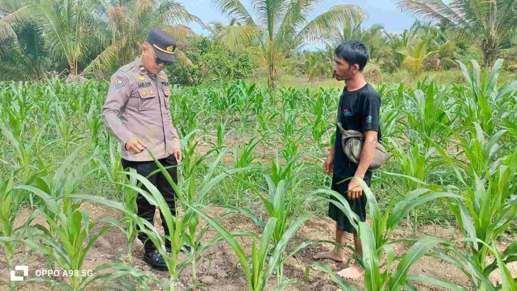 Polsek Minas Cek Tanaman Jagung Pipil Usia 35 Hari di Minas Timur