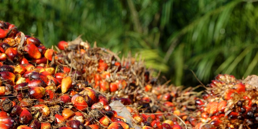 Harga TBS Kelapa Sawit Mitra Swadaya Riau Naik Lagi