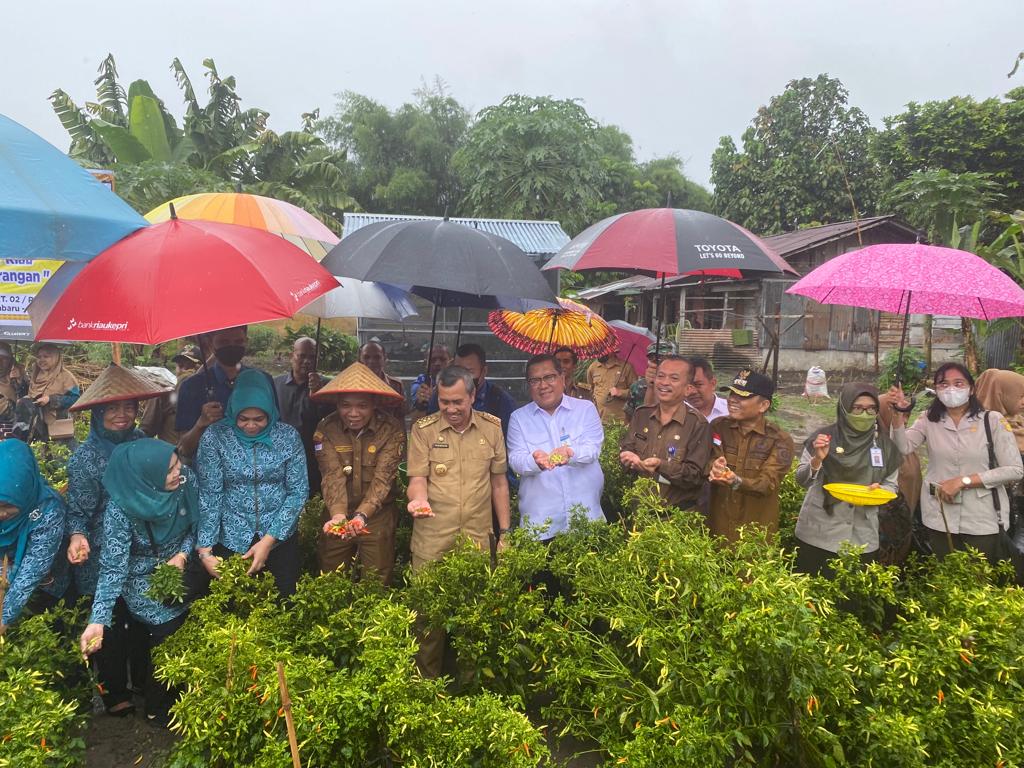 TPID Riau Sebar 65 Ribu Bibit Cabai