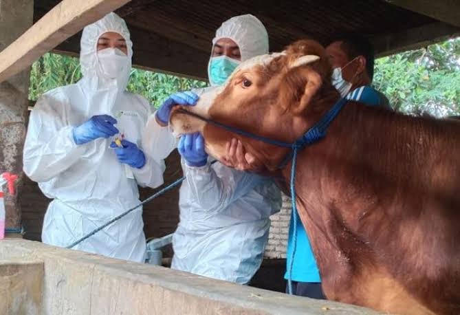 Kasus PMK di Riau Tersisa di Dua Kabupaten