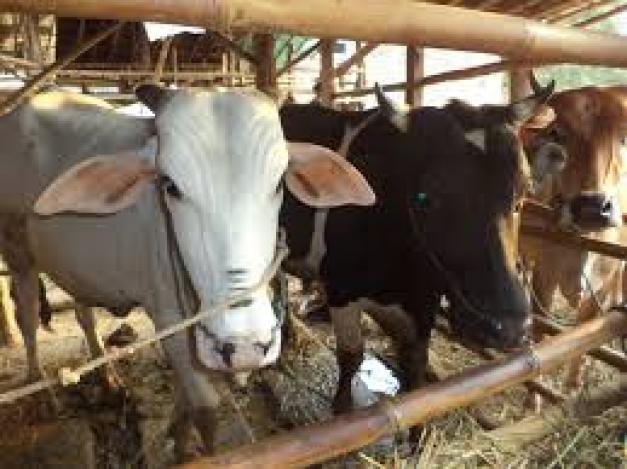 Kurban Sapi Patungan atau Kambing Sendiri, Mana yang Lebih Utama?