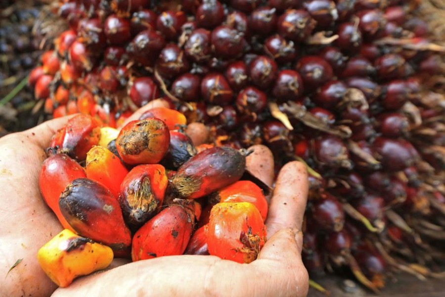 Kelapa Sawit Mitra Plasma Minggu Ini Jadi Rp3.900