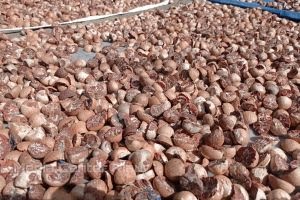 Harga Pinang Kering di Riau Rp5.666