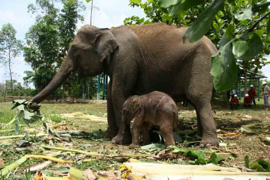 Bayi Gajah Lahir di Pelalawan