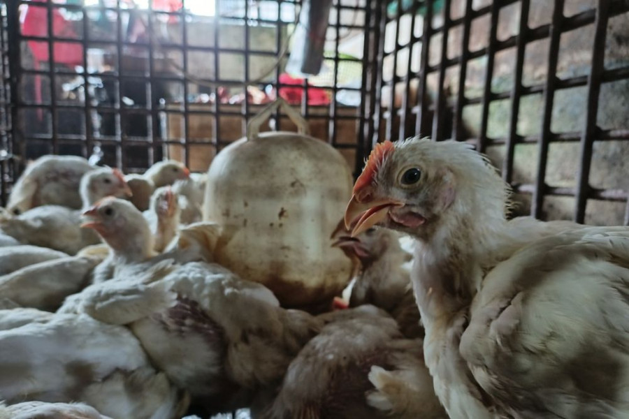 Harga Daging Ayam dan Telur di Riau Masih Tinggi