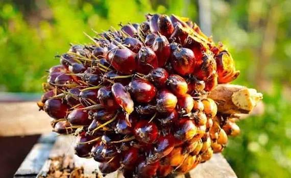 Harga Kelapa Sawit Mitra Plasma di Riau Naik Jadi Rp3.521 Perkilo